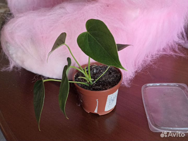 Антуриум. Обмен