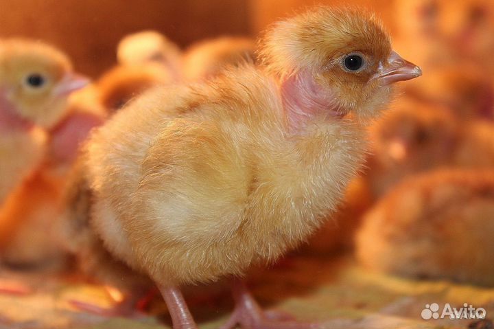 Бройлер,цветной бройлер,кобб 500,кобб 700