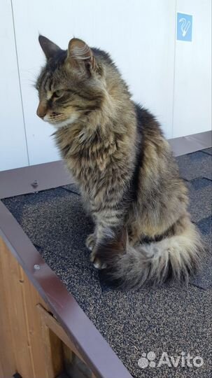 Кот Василий