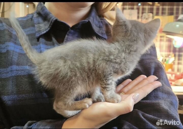 Котята в дар