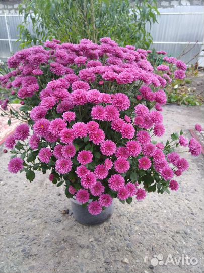 Хризантема мультифлора сортовая