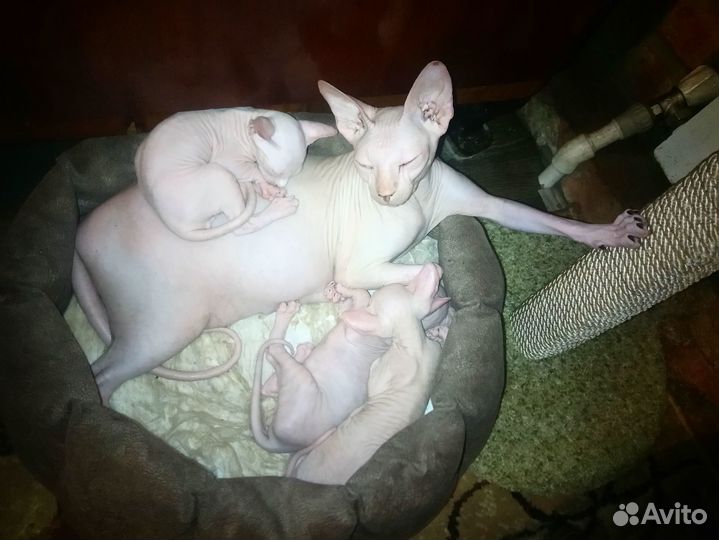 Котёнок канадского сфинкса