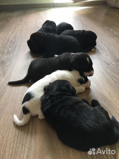 Щенки