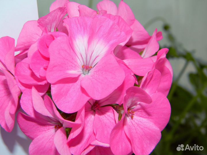 Герань флоксоцветная и др