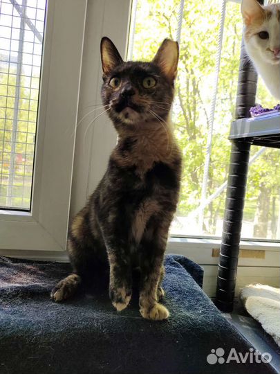 Кошечка в добрые ручки