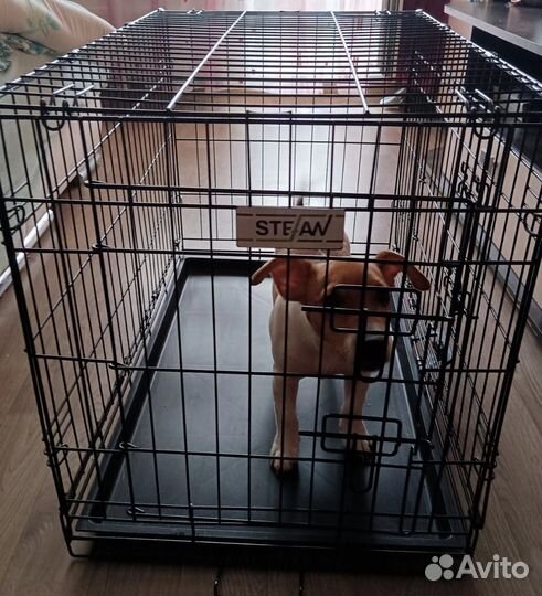 Джек Рассел терьер