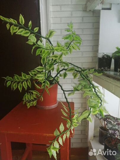 Комнатные растения