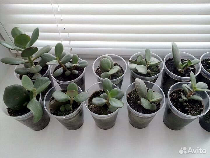 Ростки денежного дерева