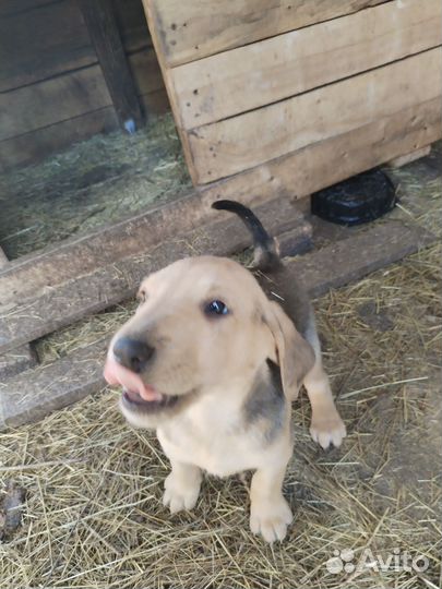 Щенки русской гончей