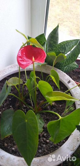 Алоэ лечебный