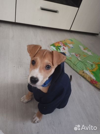 Щенки амстаффа