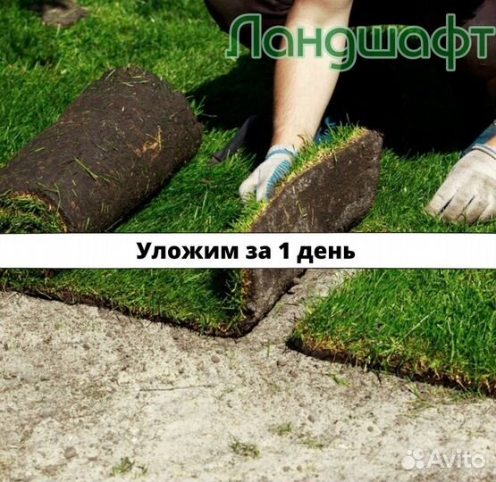 Эконом рулонный газон с завозом грунта мо