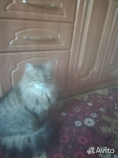 Кошка в дар