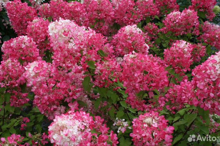 Гортензия метельчатая древовидная крупнолист