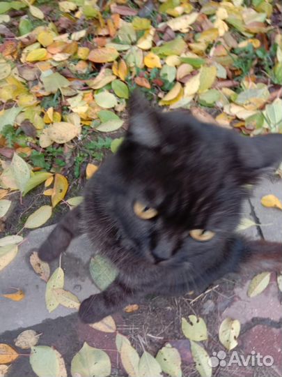 Кошки в добрые руки