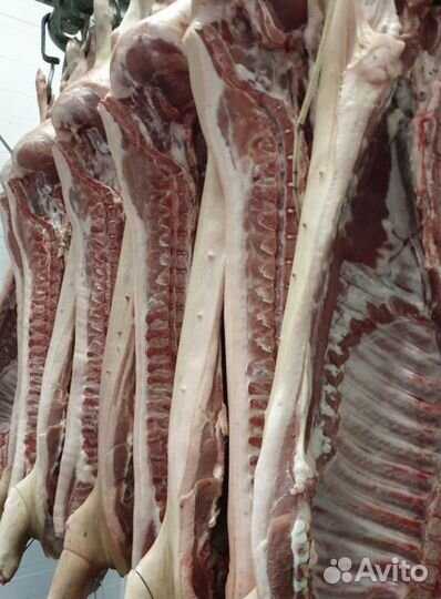 Мясо свинина. Окорок, лопатка, грудинка, ребро