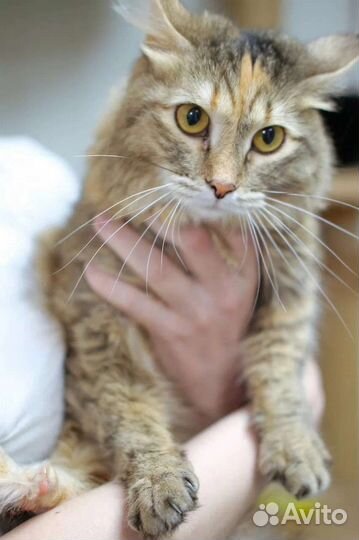 Кошка Шанэ ищет дом