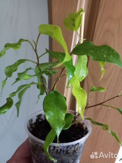 Фикус бенджамина