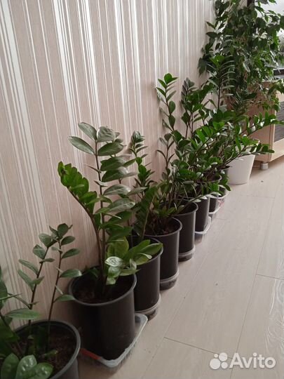 Замиокулькас