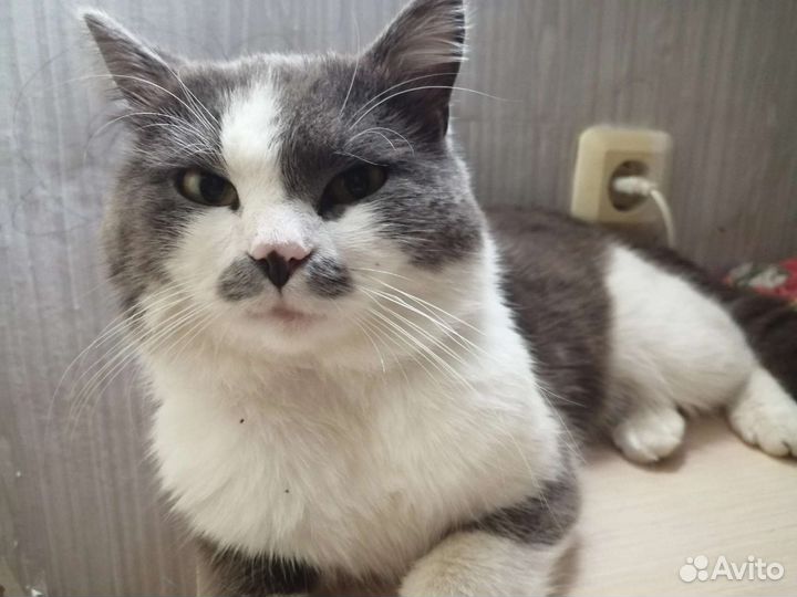 Котика ждут дома