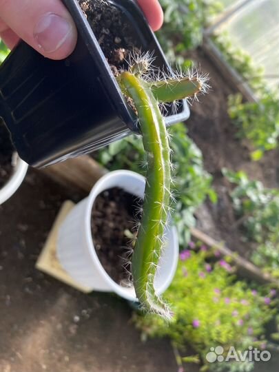 Питахайя красная растение