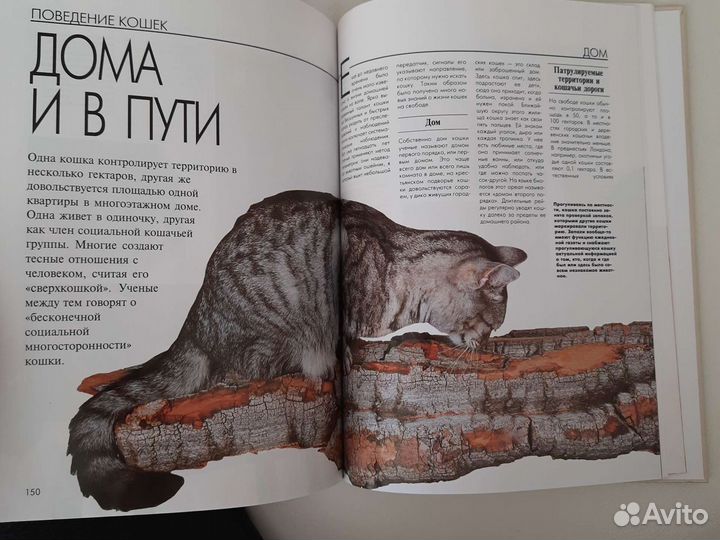 Гофманн. Кошек надо понимать