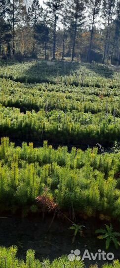 Семена сосны обыкновенная, сеянцы зкс