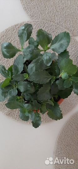 Каланхоэ цветущий