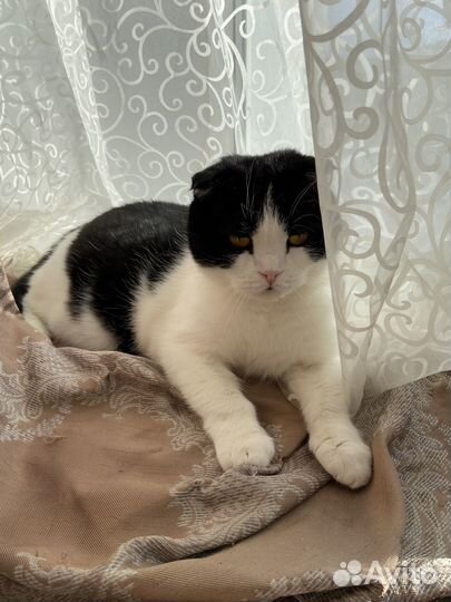 Отдам котика в добрые руки