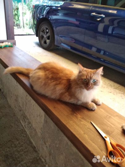 Котик, спасите Рыжика
