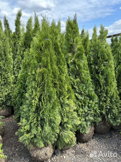 Туя Смарагд