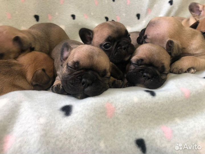 Вязка палевый кобель