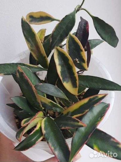 Взрослые хойи