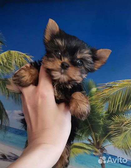 Йоркширский терьер мини