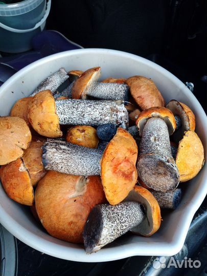 Грибы подосиновики