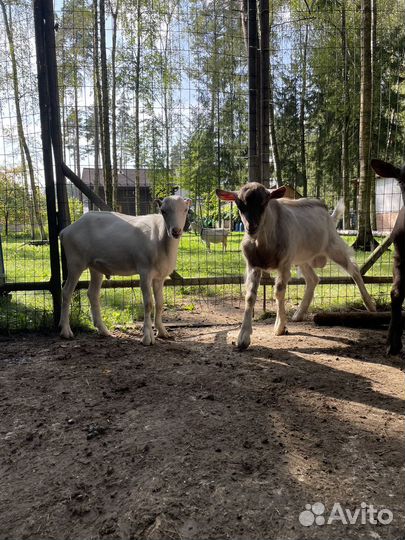 Козел ламанча