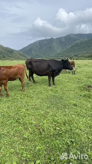 Джерсейская /абердин ангусская корова и телочка
