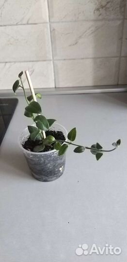 Эсхинантус Мона Лиза