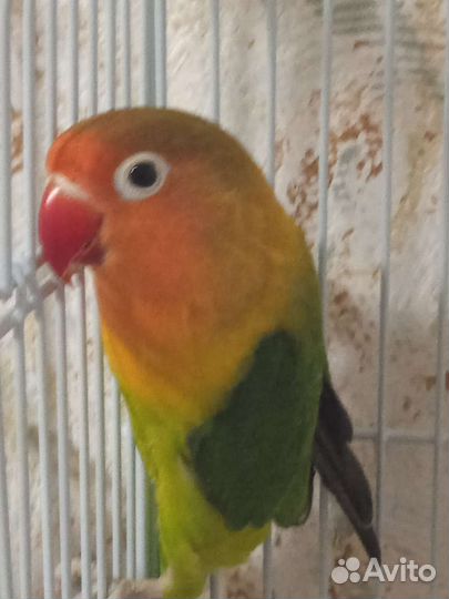 Неразлучники