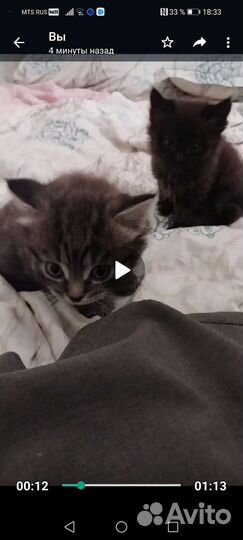 Котята в добрые руки бесплатно