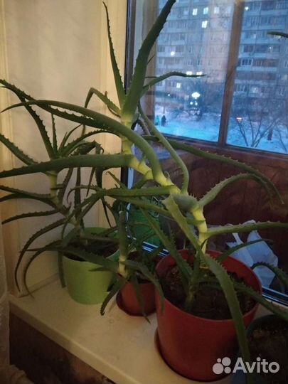 Алоэ лечебный