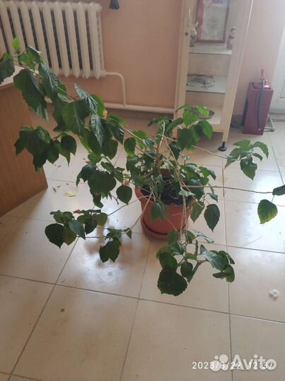 Гибискус китайская роза