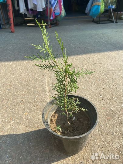 Туя Крымская