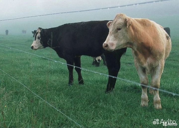 Арматура для колышков на электропастух