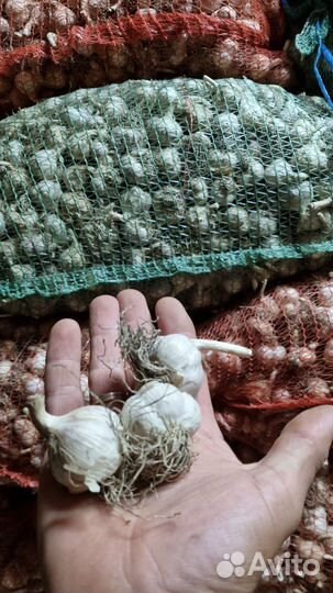 Чеснок фермерский калибр 3-4