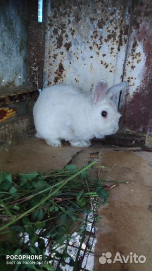 Декоративные кролики