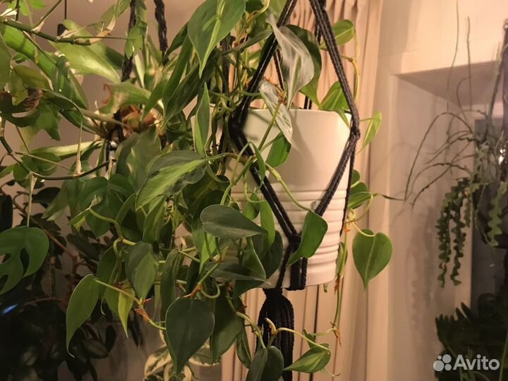 Филодендроны разные