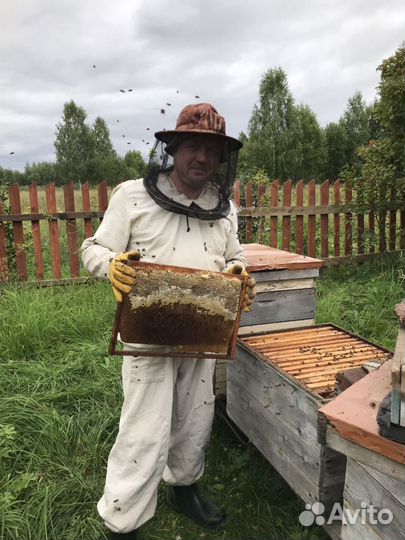 Продается пасека