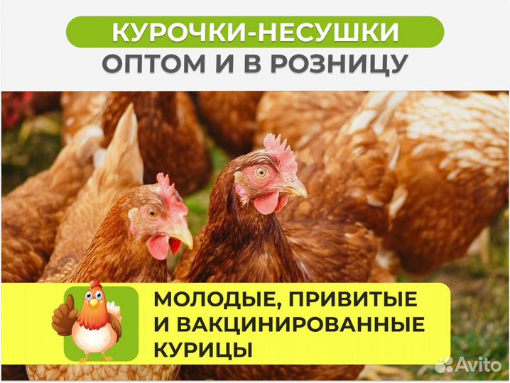 Куры несушки с агрофермы