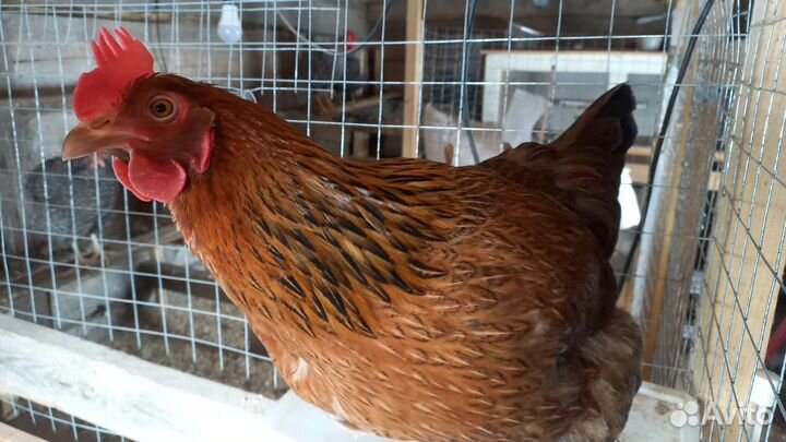 Инкубационное яйцо Амрокс и Кучинская Юбилейная